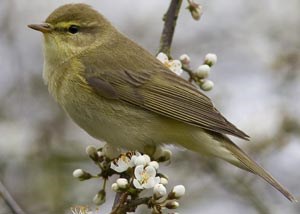 Дуучшувуу (Ногоон дуучшувуу, дууч цоровдой)